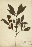 藏品(黃肉楠)的圖片